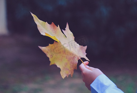 手拿着秋天大片梧桐叶摄影图