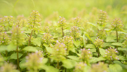 春天绿色小草小花摄影照片_茁壮生长绿植摄影图