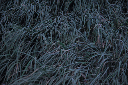 草地草科植物摄影图