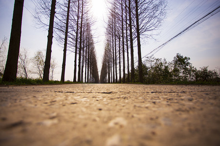 树木道路自然风景摄影图