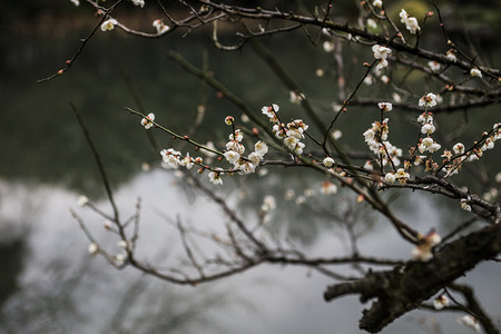 冬日梅花摄影照片_杭州植物园风景白梅河面摄影图