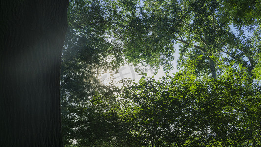 阳光穿过绿色丛林树木摄影图配图