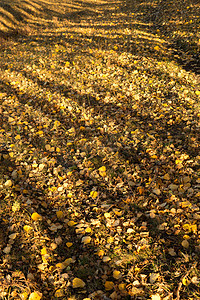 斑驳墨迹摄影照片_秋季落叶满地斑驳树影摄影图