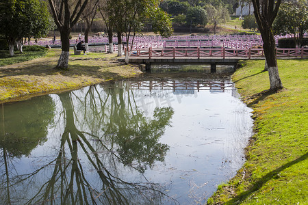 天空围栏摄影照片_公园植物湖面全景自然风景摄影图