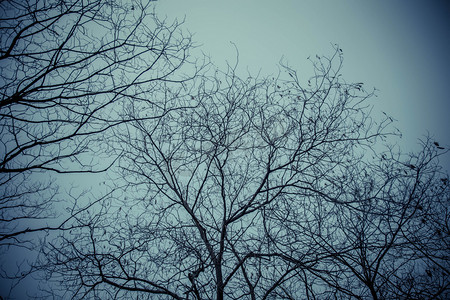 树木枯枝摄影图 