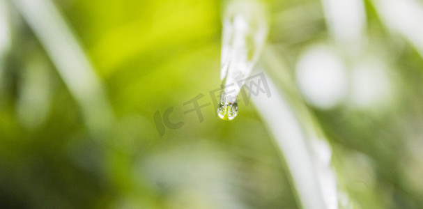 植物上雨水摄影图