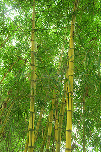 竹叶植物摄影照片_竹林竹子植物背景摄影图