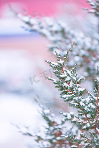 雪摄影照片_大雪过后松针松树摄影图