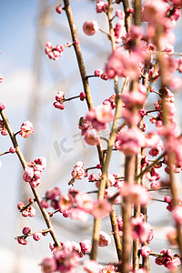 工笔梅花摄影照片_春季花朵梅花自然风景摄影图