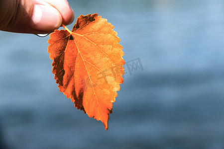 秋天落叶摄影图