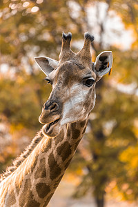 长颈鹿摄影图