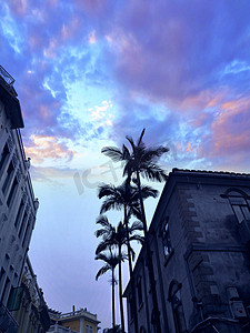 晚霞下的椰子树和高楼摄影图