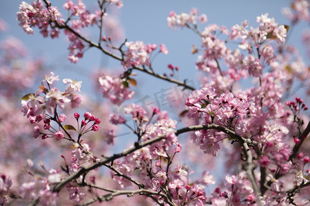 春天盛开桃花花枝自然风景摄影图