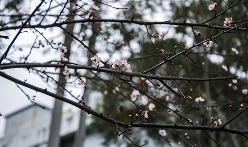 冬季公园梅花花骨朵树枝自然风景摄影图