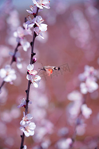 桃花盛开卡通摄影照片_春季桃花和彩蛾摄影图
