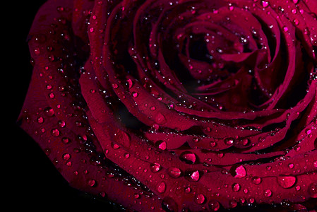 情人节红色玫瑰花摄影图
