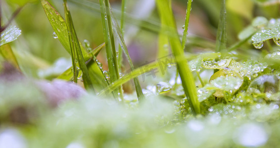 绿叶上水珠雨景摄影图