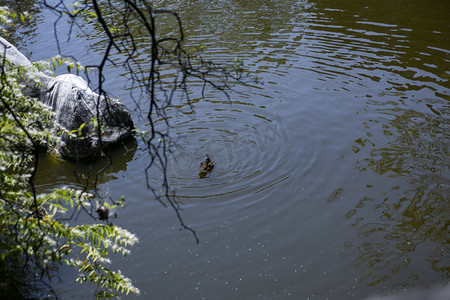 在水里鸭子摄影图