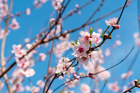 春暖花开摄影图