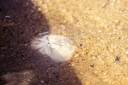 贝壳纹理摄影照片_沙子里埋着一个白色贝壳摄影图