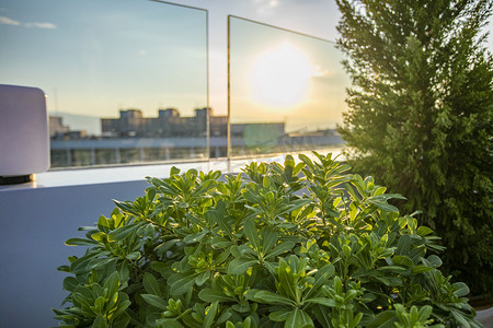 植物阳光摄影照片_阳台上盆栽摄影图