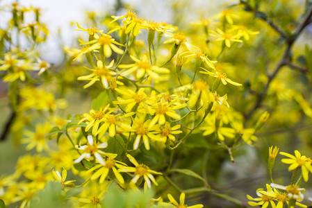 黄色花卉植物摄影图