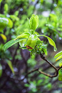 清明时节摄影照片_清明时节雨水植物摄影图