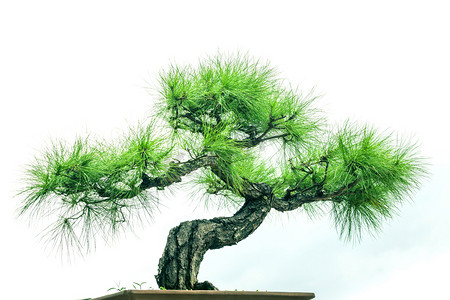 松树盆栽摄影图
