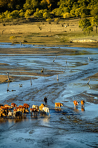 坝上摄影照片_阳光和牛群摄影图