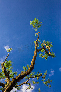 夏日树摄影照片_伸向蓝天凤凰树摄影图