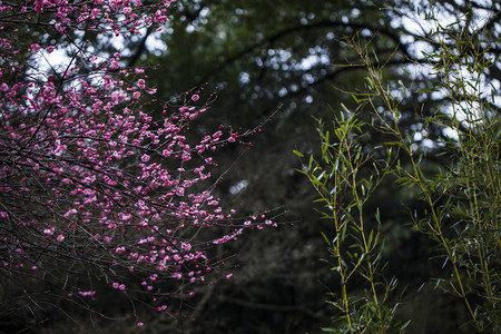 腊月凝寒摄影照片_杭州植物园风景红梅竹叶摄影图