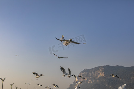 滇池海鸥摄影照片_云南滇池湖上飞翔海鸥摄影图