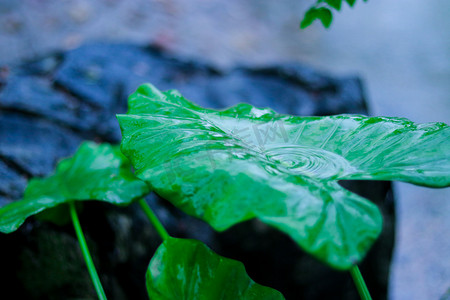 惊蛰黄鹂鸟摄影照片_雨天下植物水滴溅落自然风景摄影图