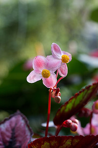 秋海棠花摄影图
