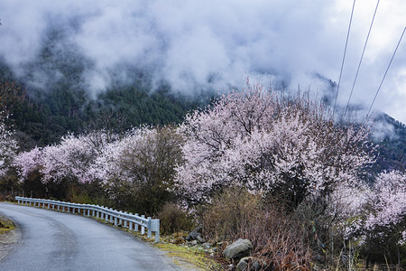 公路两旁桃花树摄影图