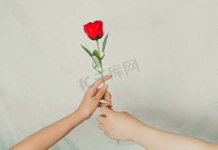 手拿玫瑰花摄影图