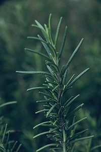 迷迭香植物摄影图