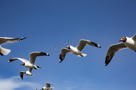 蓝天下鸟摄影图