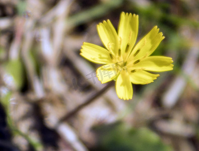 黄色野菊花植物自然风景摄影图