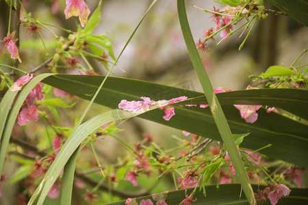 春天飘落在绿叶上樱花花瓣自然风景摄影图