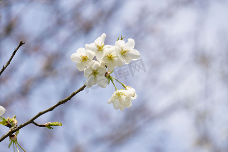 特写白色樱花摄影图