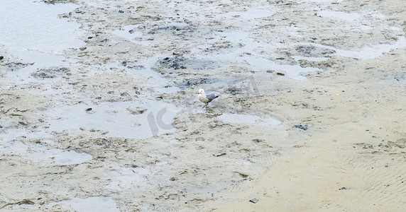 静止在沙滩上海鸥动物世界摄影图