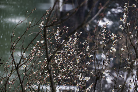 腊月梅花摄影照片_杭州植物园风景白梅湖面摄影图