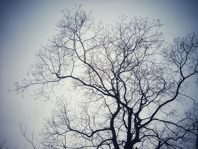 枝桠繁多树木自然风景摄影图