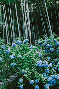 绿色竹林树木摄影图