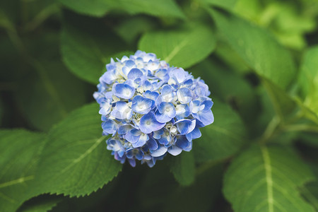 一朵蓝色绣球花摄影图