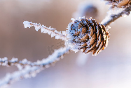 雪景摄影照片_霜冻降霜霜降冬季植物摄影图