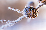 霜冻降霜霜降冬季植物摄影图