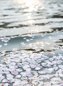 落满樱花瓣平静水面摄影图