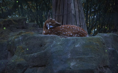 睡觉鹿摄影图